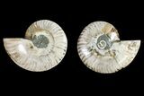 Agatized Ammonite Fossil - Crystal Filled Chambers #145929-1
